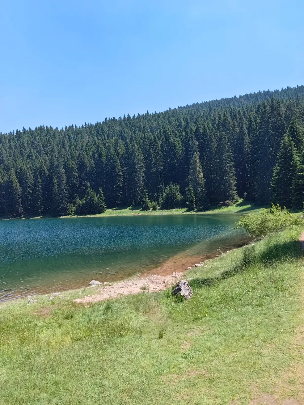 Black Lake shoreline and pine forest