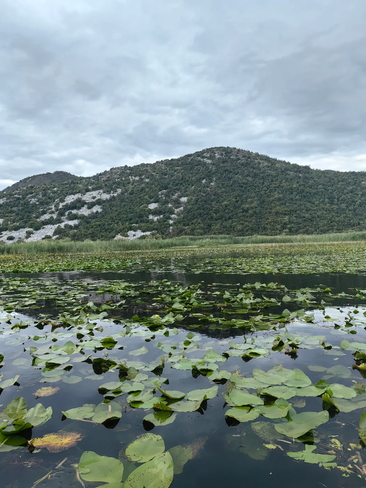 Skadar Lake with water lilies under a cloudy sky